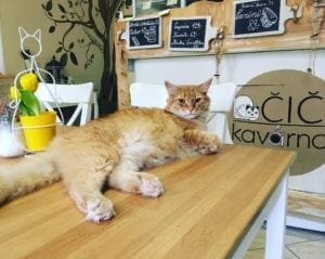 Brno, Czech Republic. 20th July, 2023. Cat in cat cafe Kockafe Schrodinger  in the former Livingstone